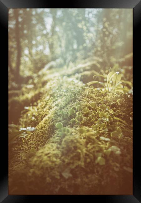 The Forest Floor Framed Print by Sean Wareing