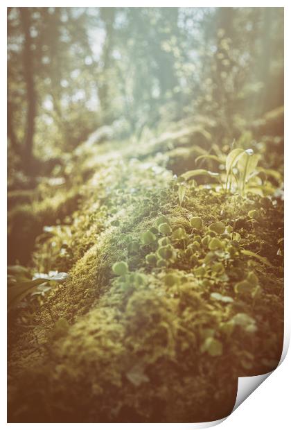 The Forest Floor Print by Sean Wareing