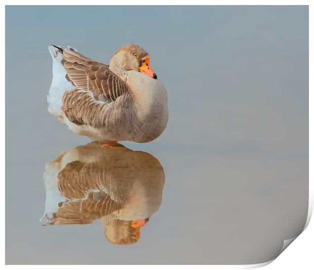 Goose on reflection Print by Jonathan Thirkell