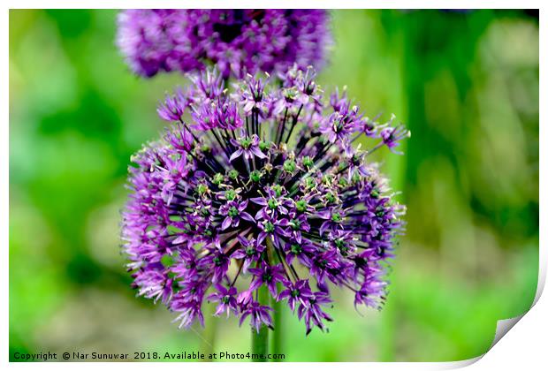 Allium Purple Flower  Print by Nar Sunuwar