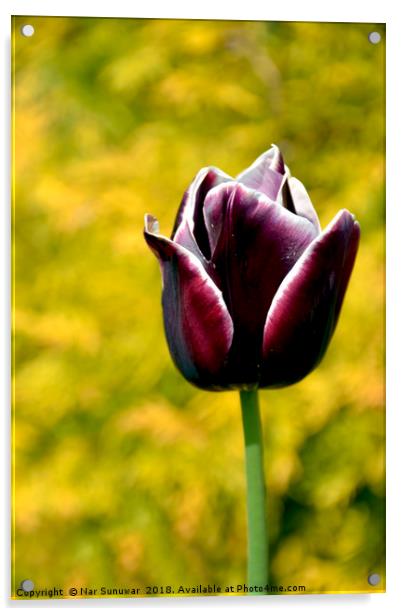 Tulips Flower  Acrylic by Nar Sunuwar