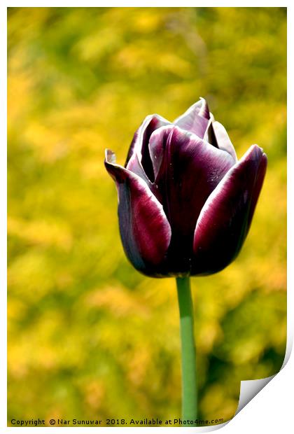Tulips Flower  Print by Nar Sunuwar