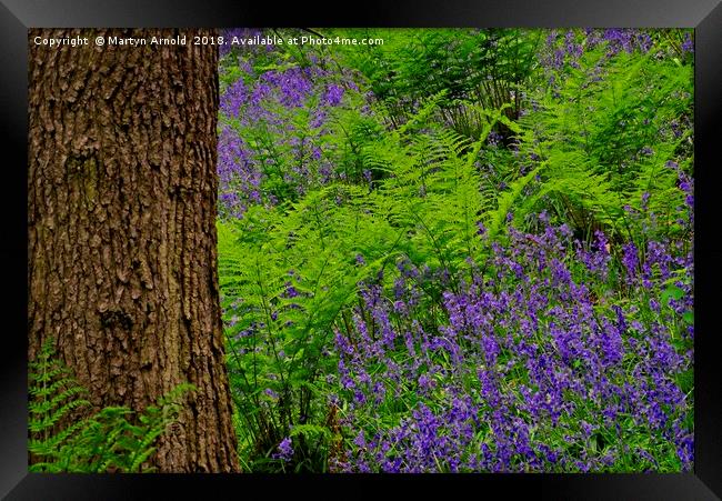 Bluebell Wood Colours Framed Print by Martyn Arnold