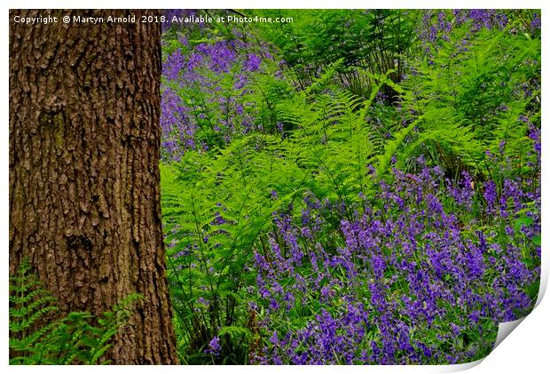 Bluebell Wood Colours Print by Martyn Arnold