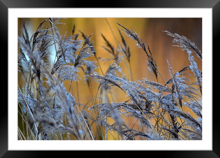Reeds with a golden glow Framed Mounted Print by Donna Collett