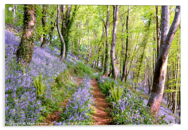 Bluebells woods near  Looe in South East Cornwall Acrylic by Rosie Spooner