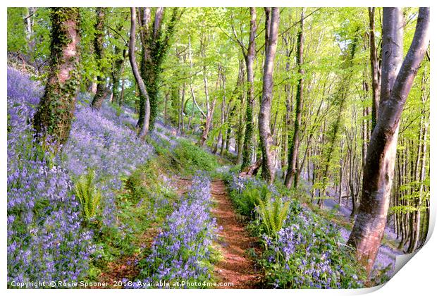 Bluebells woods near  Looe in South East Cornwall Print by Rosie Spooner