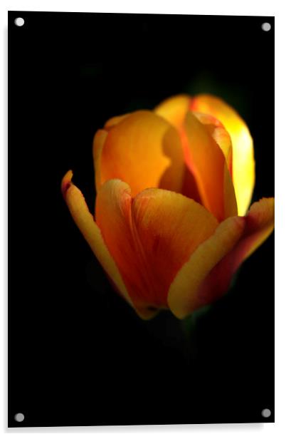 yellow tulip on black Acrylic by Olena Ivanova