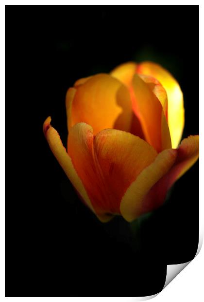 yellow tulip on black Print by Olena Ivanova