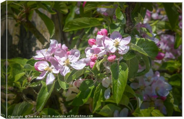 Apple Blossom in May Canvas Print by Jim Key