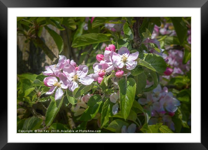 Apple Blossom in May Framed Mounted Print by Jim Key