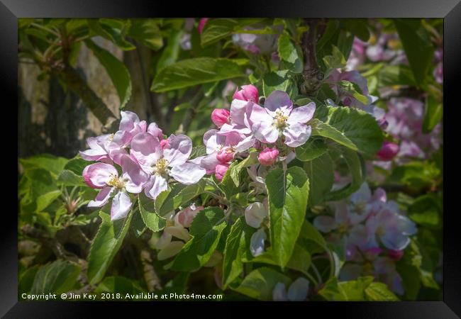 Apple Blossom in May Framed Print by Jim Key