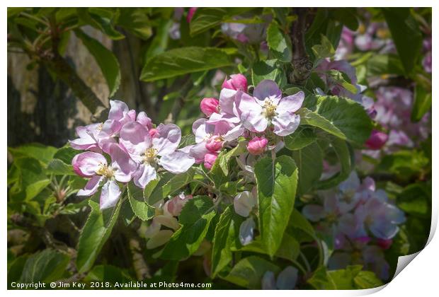 Apple Blossom in May Print by Jim Key