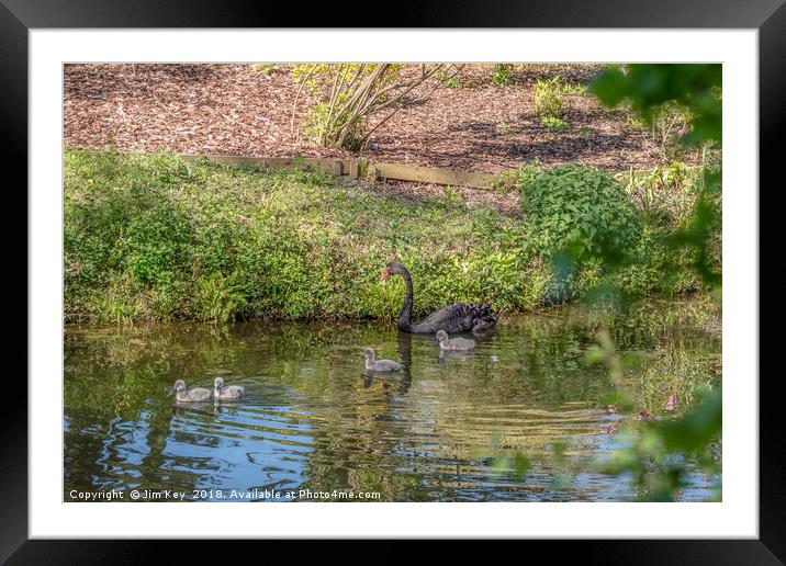 A Black Swan with Four Cygnets Framed Mounted Print by Jim Key