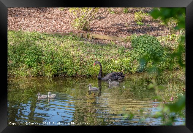A Black Swan with Four Cygnets Framed Print by Jim Key