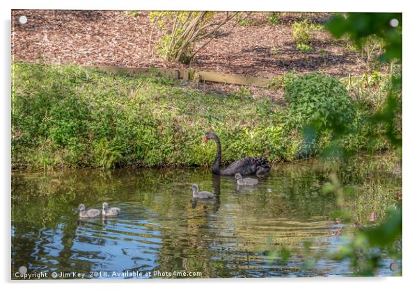 A Black Swan with Four Cygnets Acrylic by Jim Key