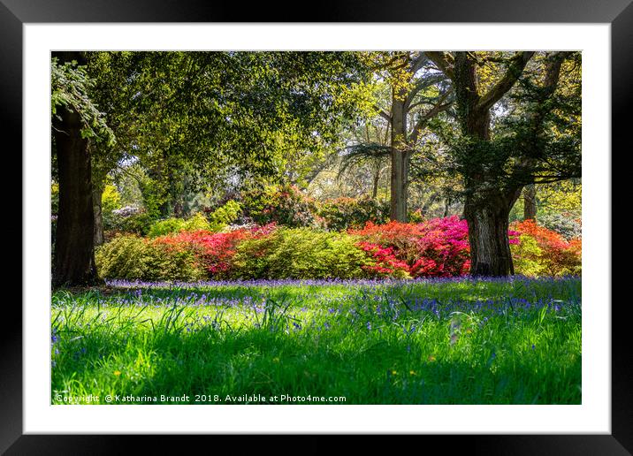 Bluebell fields and colourful rhododendrons Framed Mounted Print by KB Photo