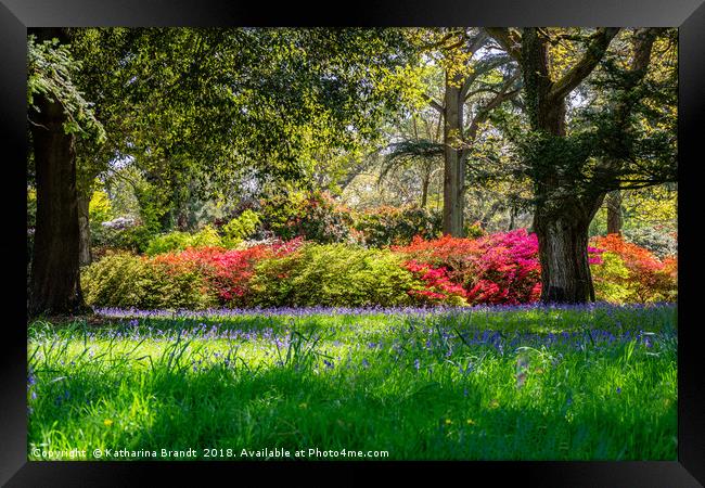 Bluebell fields and colourful rhododendrons Framed Print by KB Photo