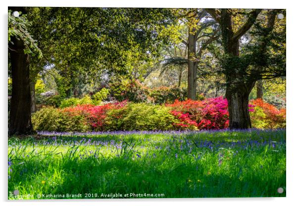 Bluebell fields and colourful rhododendrons Acrylic by KB Photo