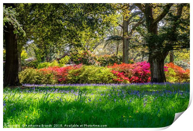 Bluebell fields and colourful rhododendrons Print by KB Photo