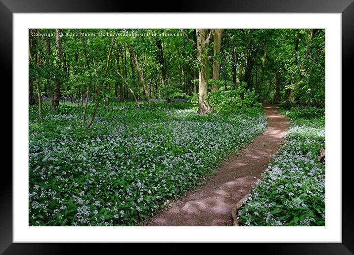 Chalkney Wood in Springtime Framed Mounted Print by Diana Mower