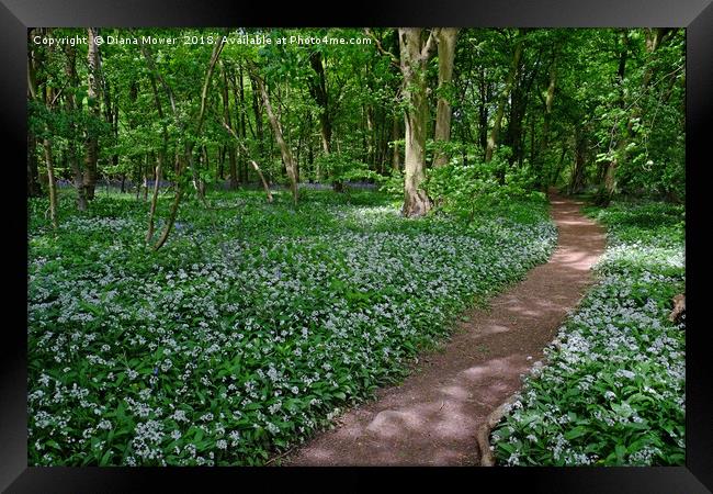 Chalkney Wood in Springtime Framed Print by Diana Mower