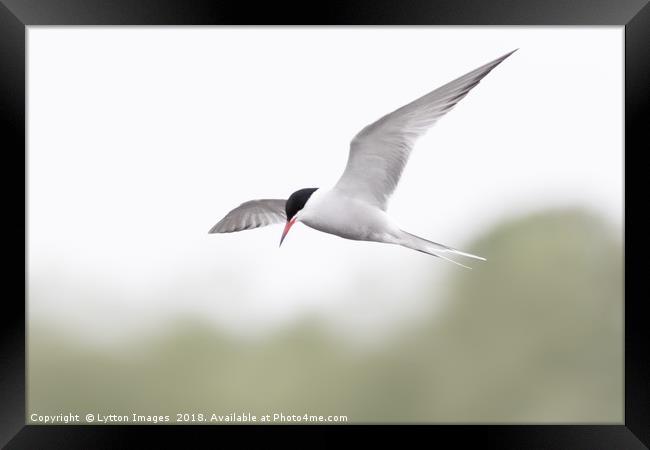 Common Tern Framed Print by Wayne Lytton