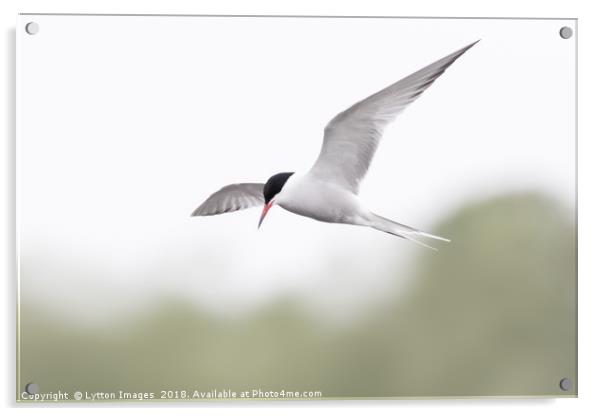 Common Tern Acrylic by Wayne Lytton