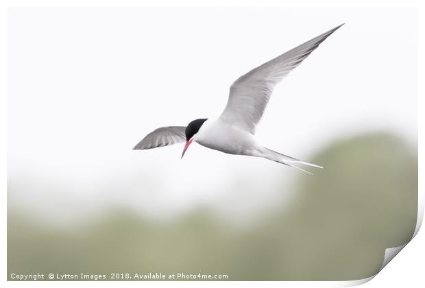 Common Tern Print by Wayne Lytton
