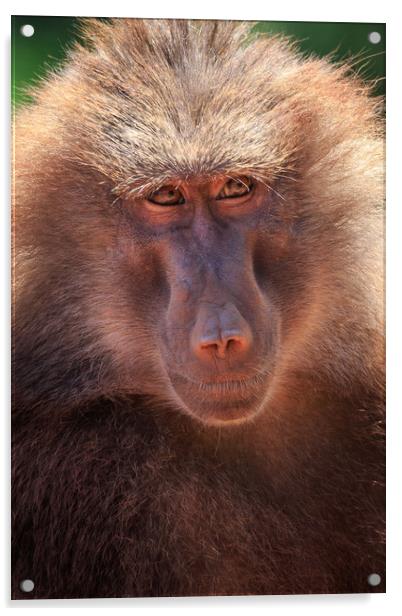 Hamadryas baboon (Papio hamadryas)   Acrylic by chris smith