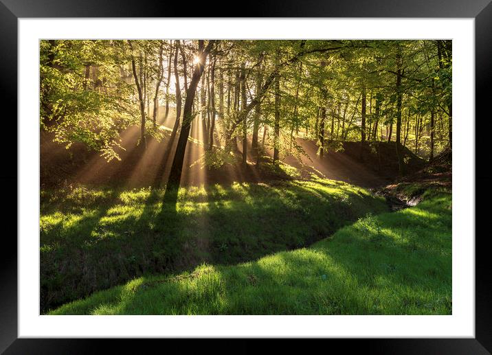 Spring morning sunrays in Hooleyhey woods Framed Mounted Print by John Finney