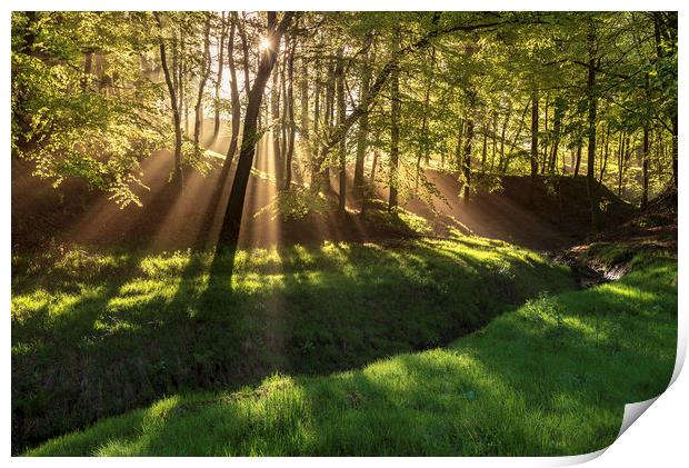 Spring morning sunrays in Hooleyhey woods Print by John Finney