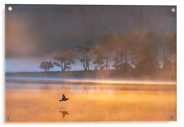 Malham Tarn sunrise with an Oystercatcher. Yorkshi Acrylic by John Finney