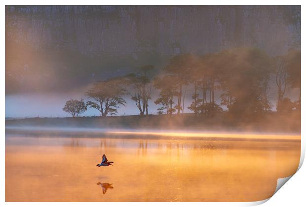 Malham Tarn sunrise with an Oystercatcher. Yorkshi Print by John Finney