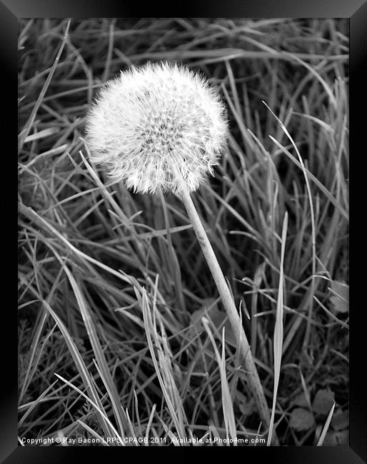 DANDELION Framed Print by Ray Bacon LRPS CPAGB