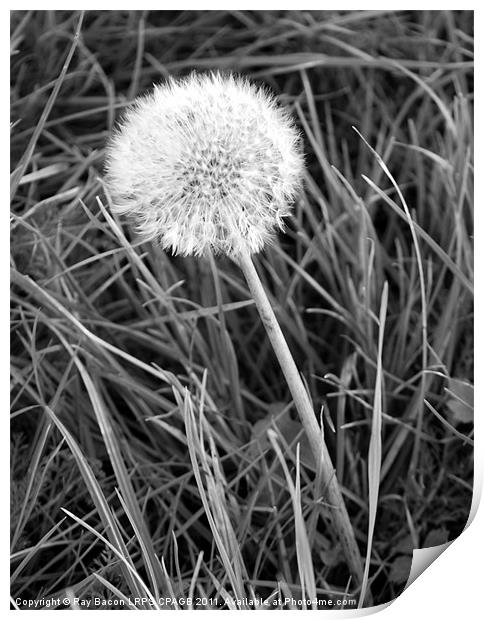 DANDELION Print by Ray Bacon LRPS CPAGB