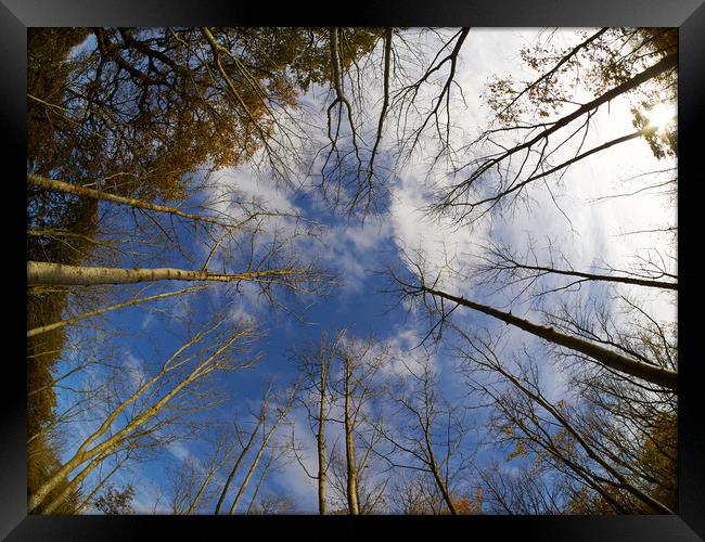 Converging Silver Birches Framed Print by Donnie Canning