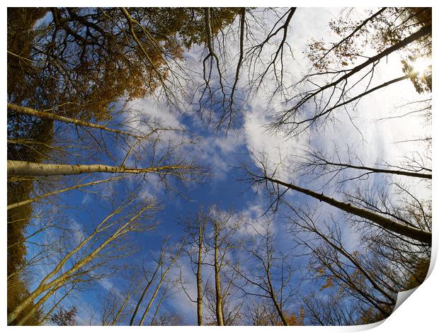 Converging Silver Birches Print by Donnie Canning