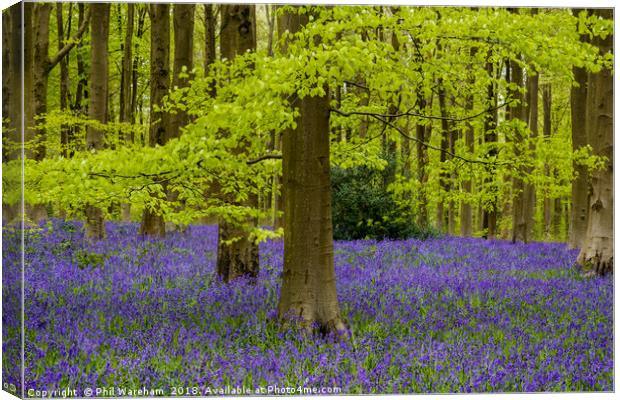 Beech and Bluebells Canvas Print by Phil Wareham