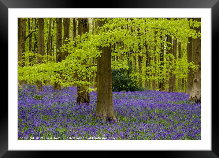 Beech and Bluebells Framed Mounted Print by Phil Wareham