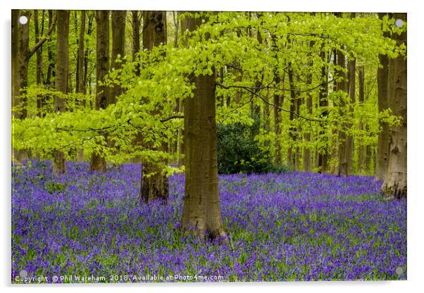 Beech and Bluebells Acrylic by Phil Wareham
