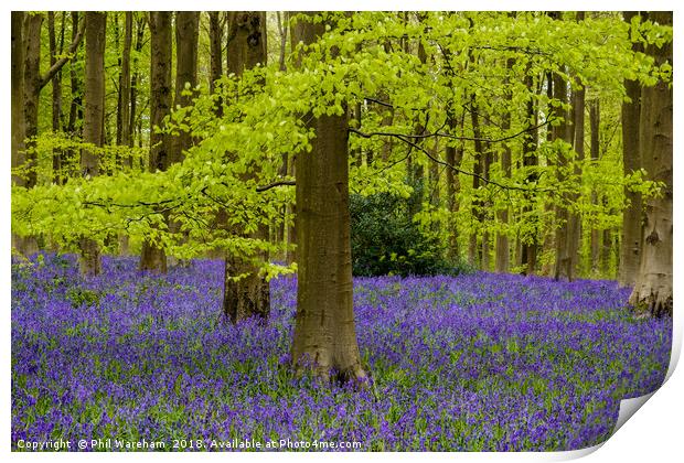 Beech and Bluebells Print by Phil Wareham