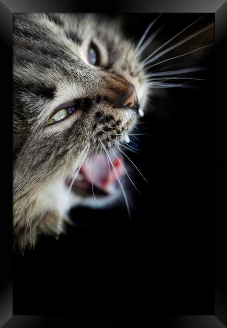 cute striped cat Framed Print by Olena Ivanova