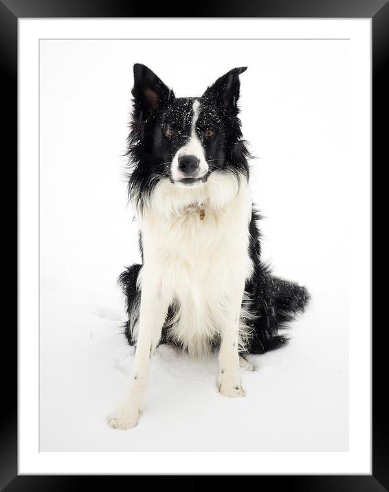 Border Collie in the snow Framed Mounted Print by Donnie Canning