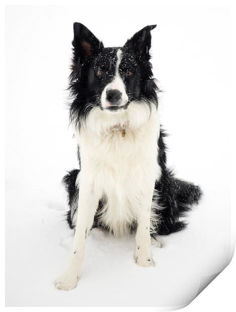 Border Collie in the snow Print by Donnie Canning