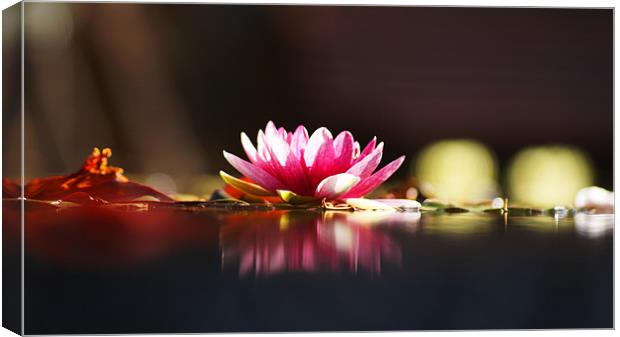 Water Lily Canvas Print by Beth Powell