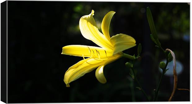 Yellow Lily Canvas Print by Beth Powell