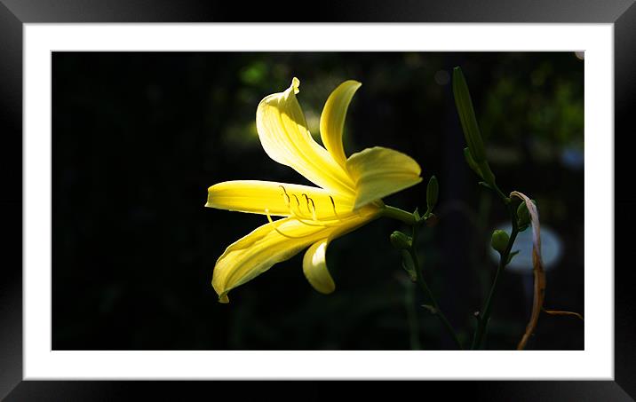 Yellow Lily Framed Mounted Print by Beth Powell