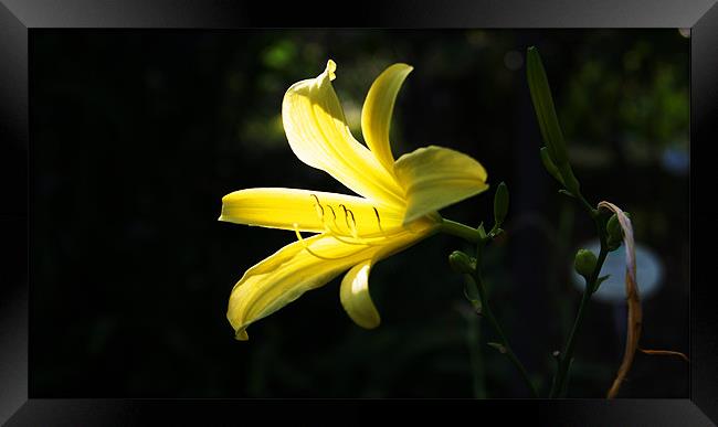 Yellow Lily Framed Print by Beth Powell