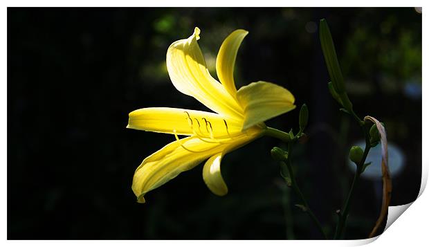Yellow Lily Print by Beth Powell